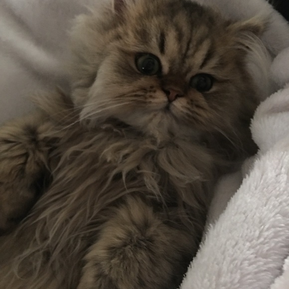 Meet your Posher, Sharon - Picture 7 of 16